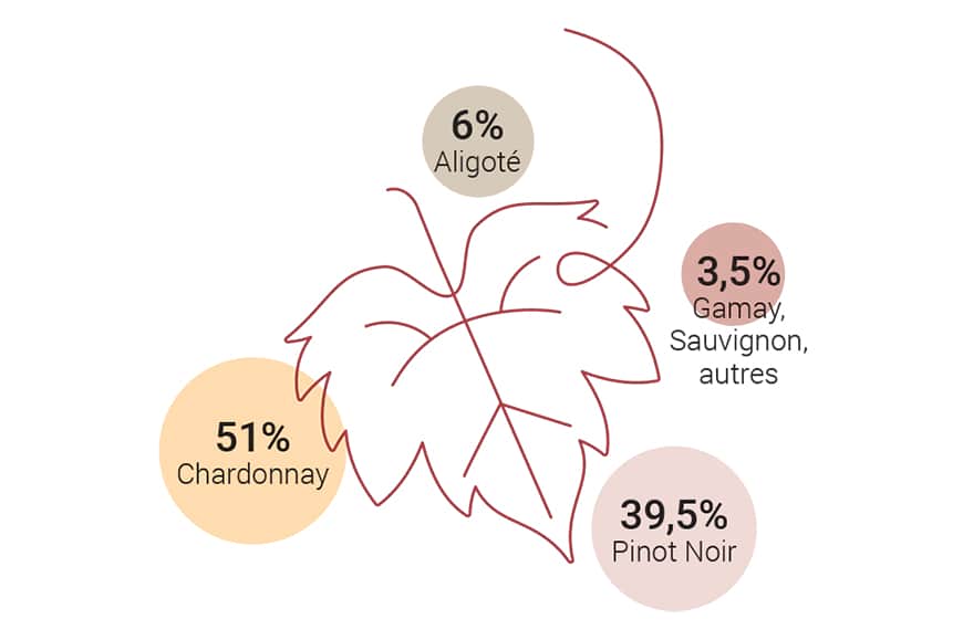 Сорта винограда в производстве бургундских вин
